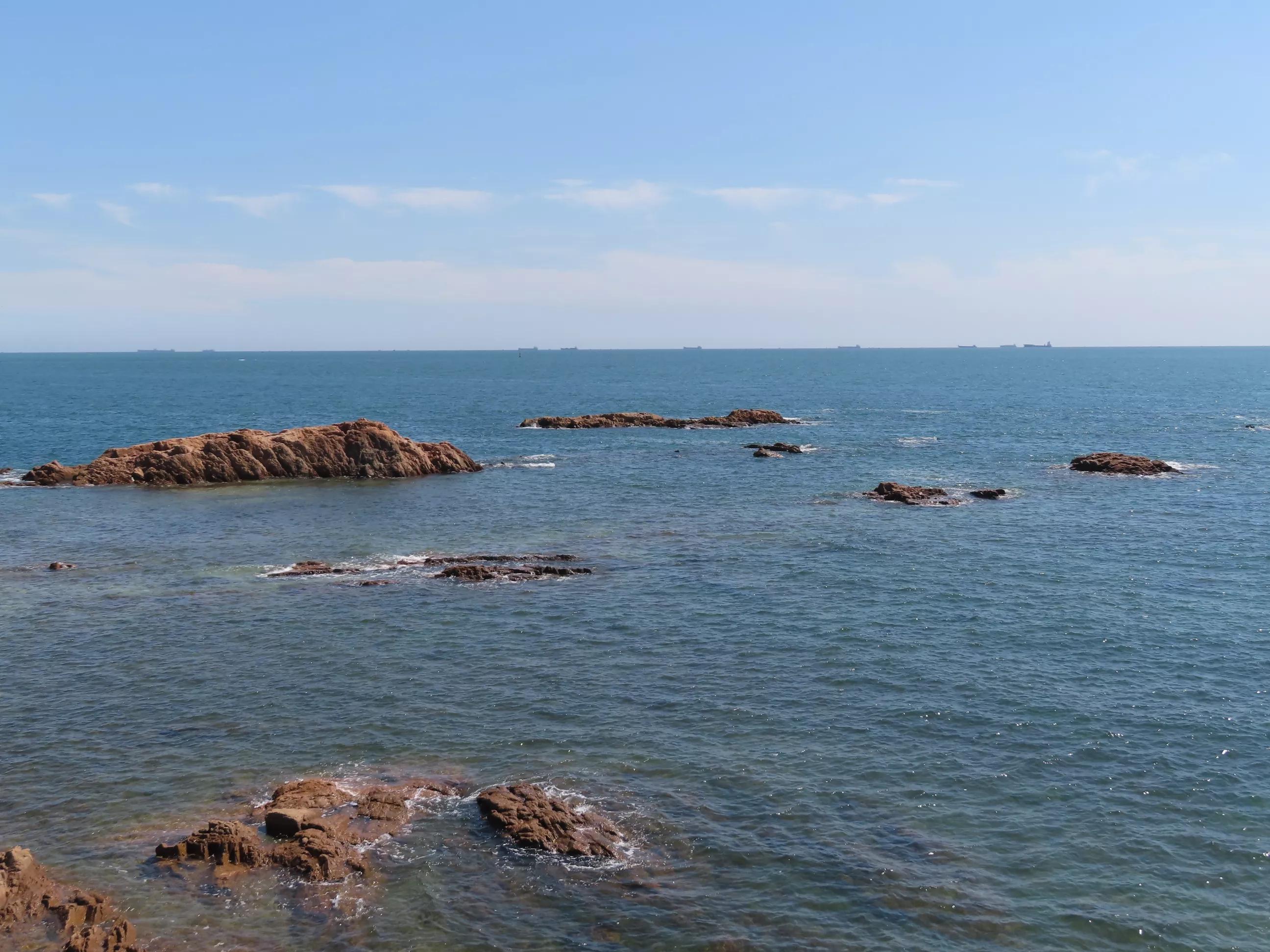 青岛的海,青岛的海鸥