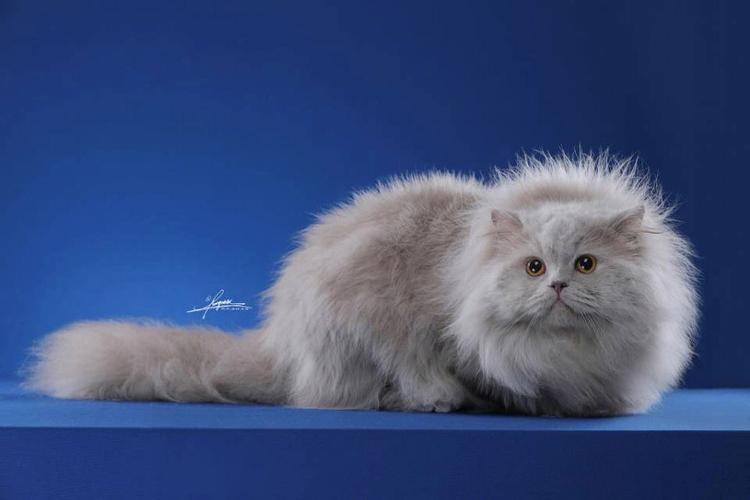 纯种猫咪有哪些颜色,纯种宠物猫有哪些品种