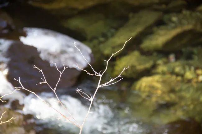 冬天寻访秦岭大峪，不但还有古道遗迹可循，还能见到这条野生广告