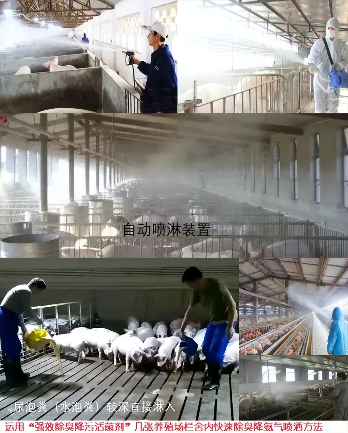 水泡粪养猪场建设方法,规模化养猪场怎么解决臭味