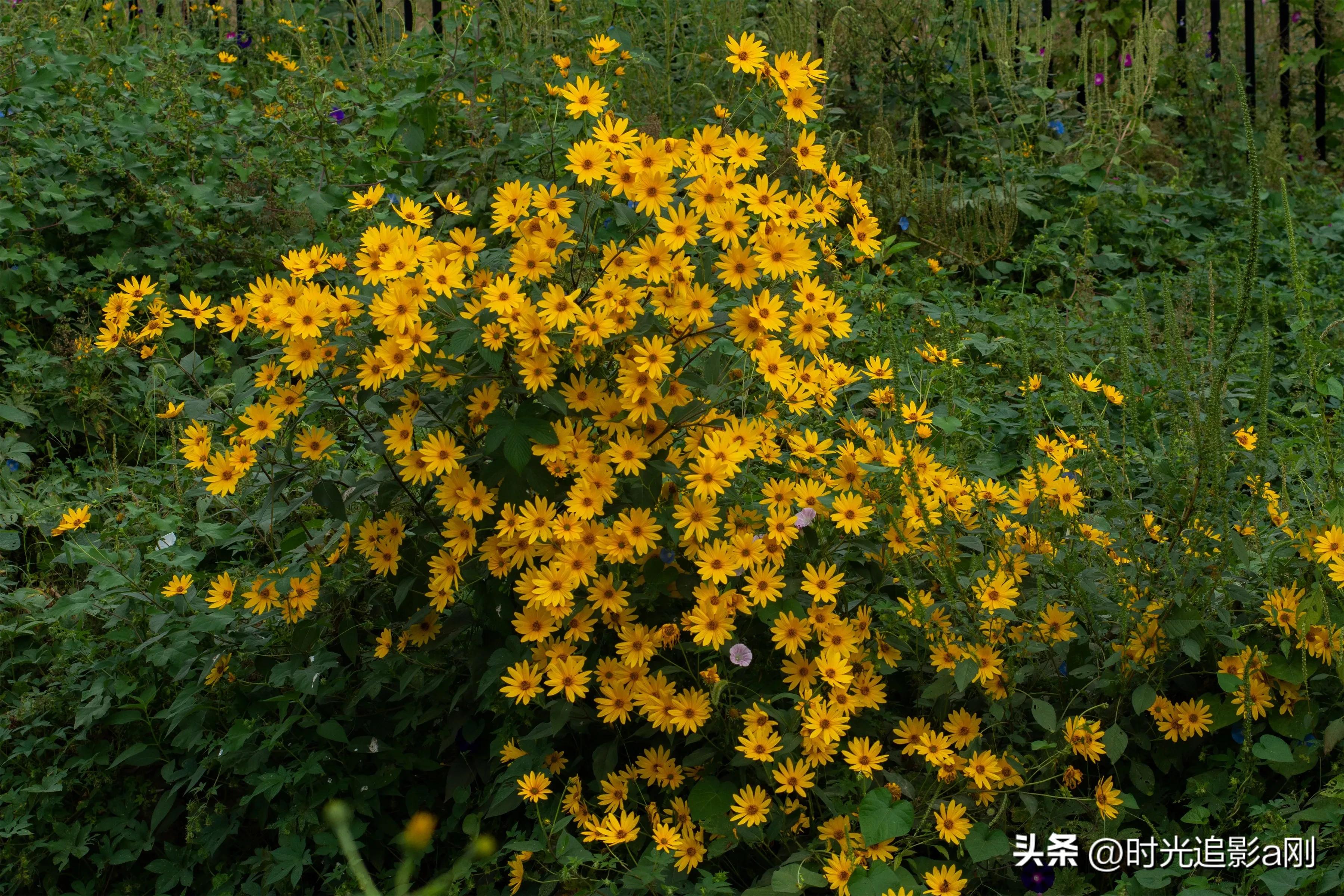 蓝眼菊的花语,七彩菊花语和寓意
