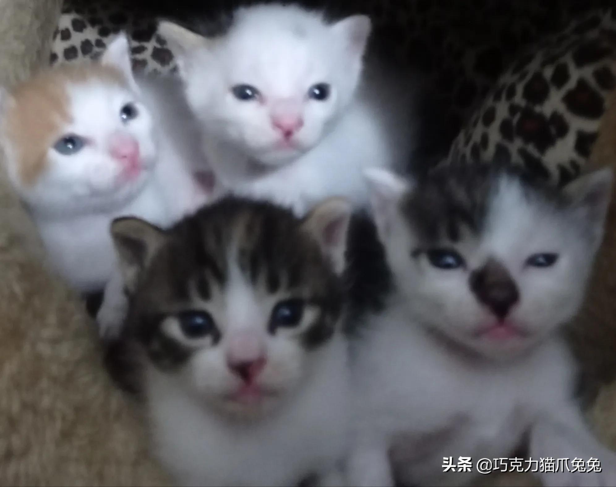 养猫感觉喉咙有毛,养猫感觉屋里味道难闻有危害