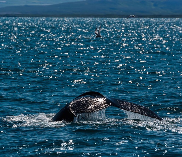 大量鲸鱼集体搁浅,西澳150只鲸鱼大规模搁浅原因何在