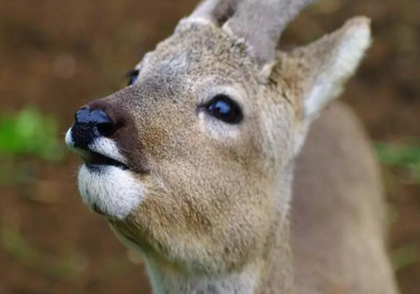 吉林男子野外捡鹿,吉林男子捡到小鹿