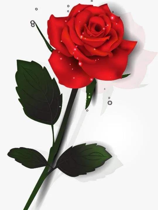 520浪漫玫瑰花壁纸,红玫瑰花壁纸大图