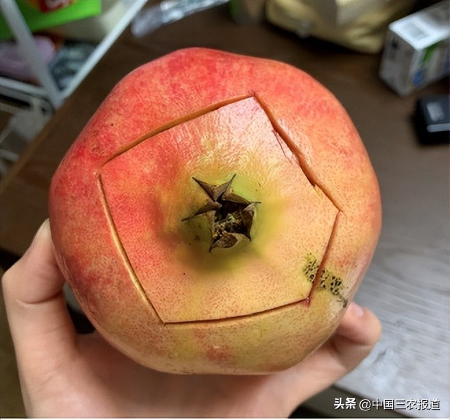 中秋节终极拷问：为什么没有“报恩”的无籽石榴？