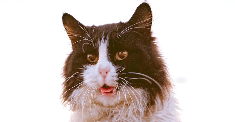 富力鲜猫罐头是哪里产,全价处方猫罐头哪个牌子好