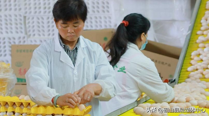 砚山鲜鸡蛋,砚山贫困户养殖致富成果