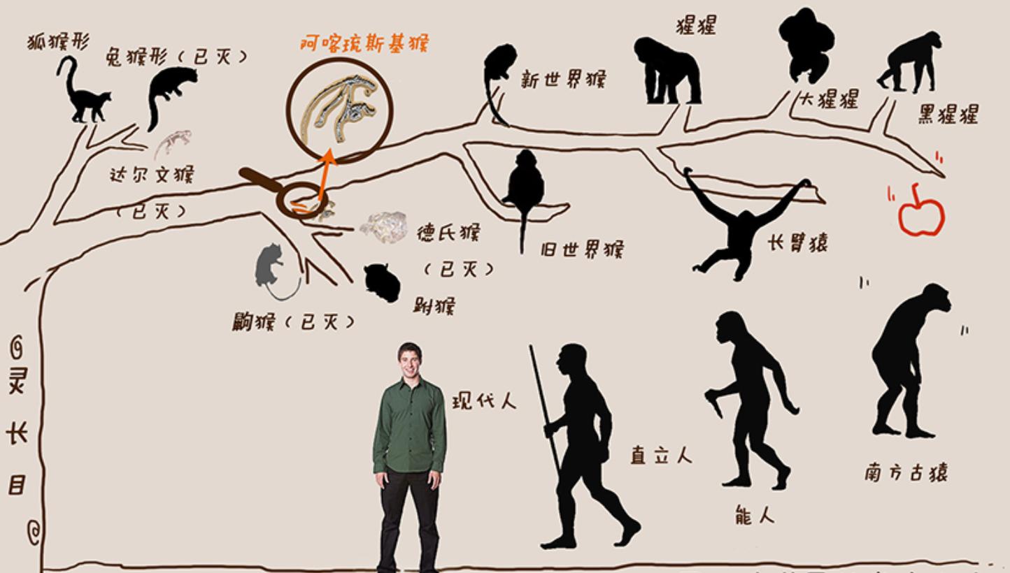 人类的生殖骨为什么退化了,人类没有尾椎骨会怎样