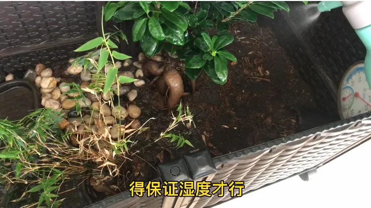 鱼池养龟乌龟怎么冬眠,我的养龟日记和养鱼日记