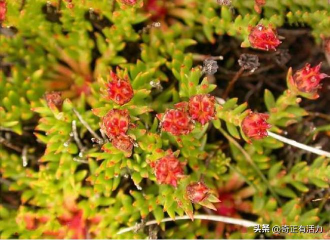 送你一朵大红花,给你一朵大红花音乐