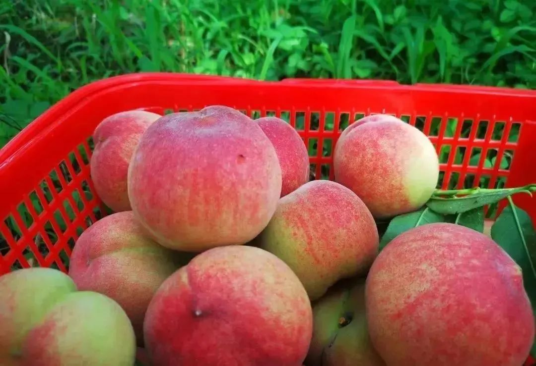 夏天的味道!房县夏日水果图鉴来啦
