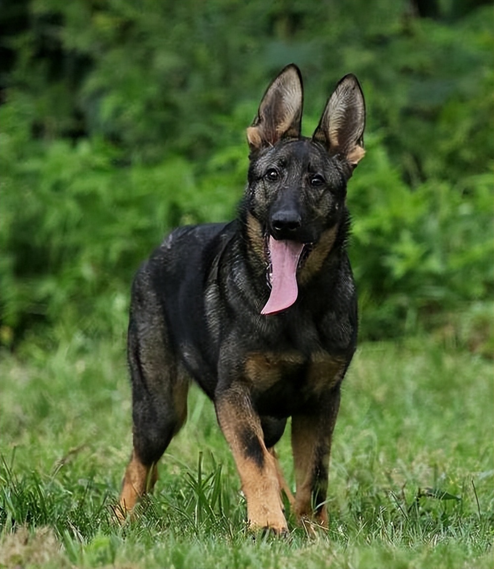 昆明犬的毛病,昆明犬的优缺点