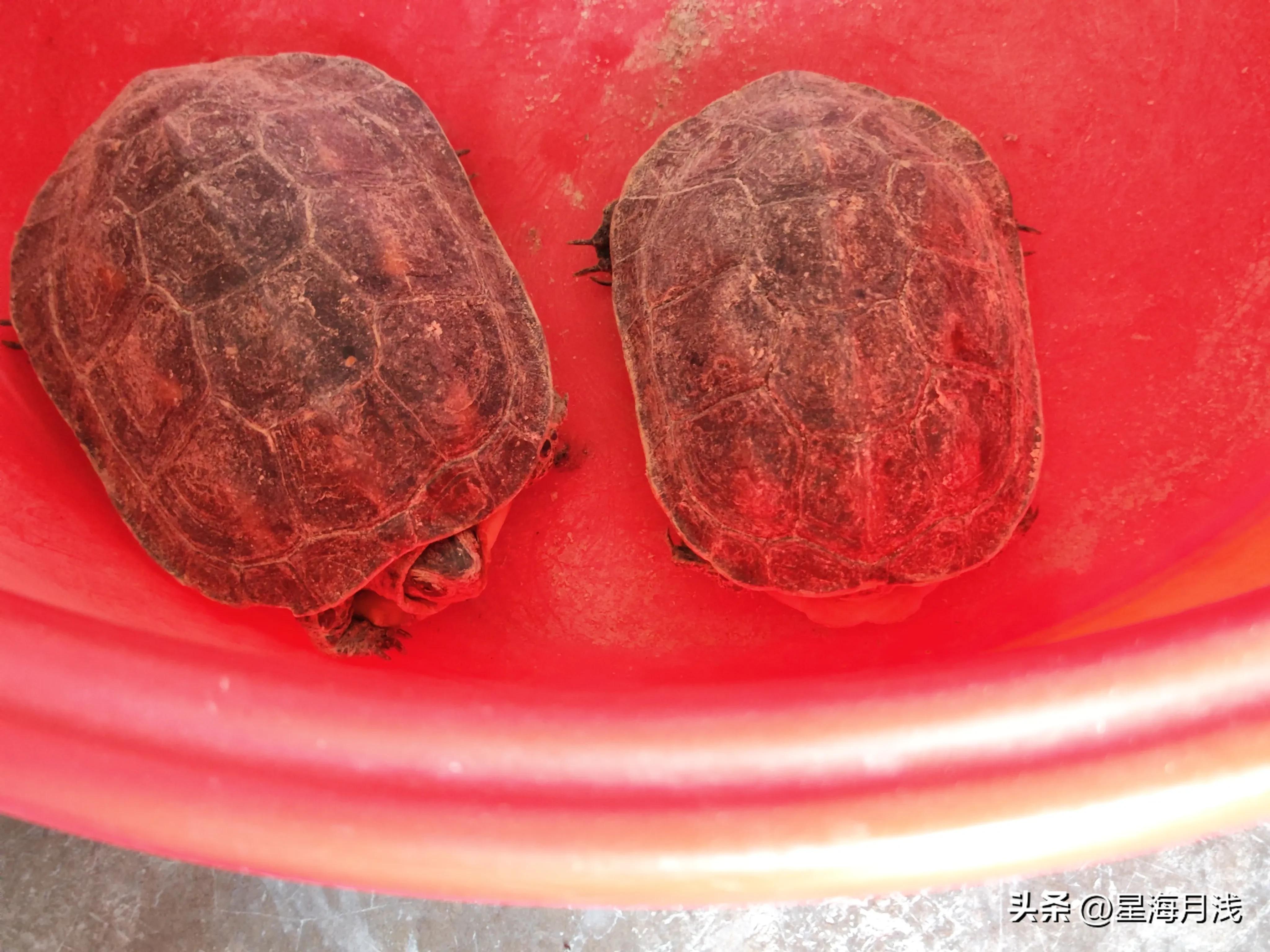 养龟是一种什么样的体验,养龟人的感受