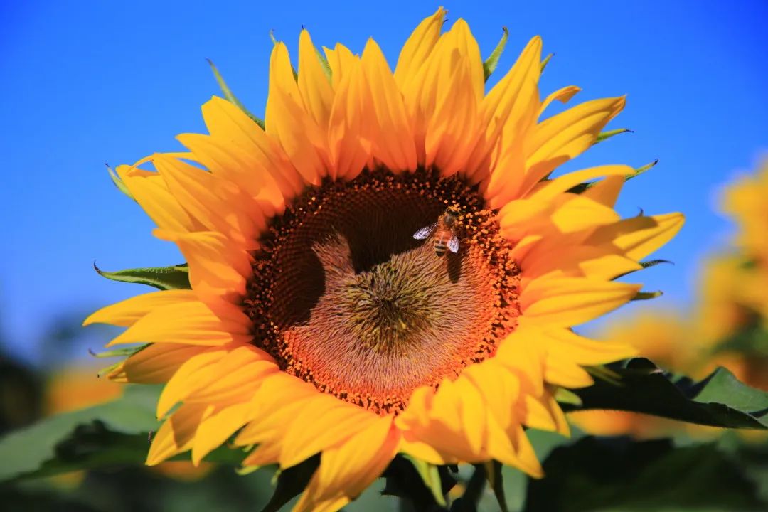 北京周边的向日葵花海,顺义向日葵花海