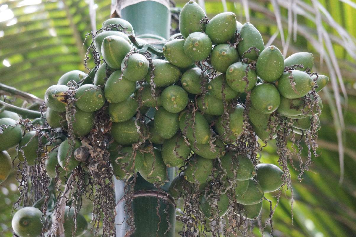 槟榔是不是属于软性毒品,中国六千万人上瘾的槟榔