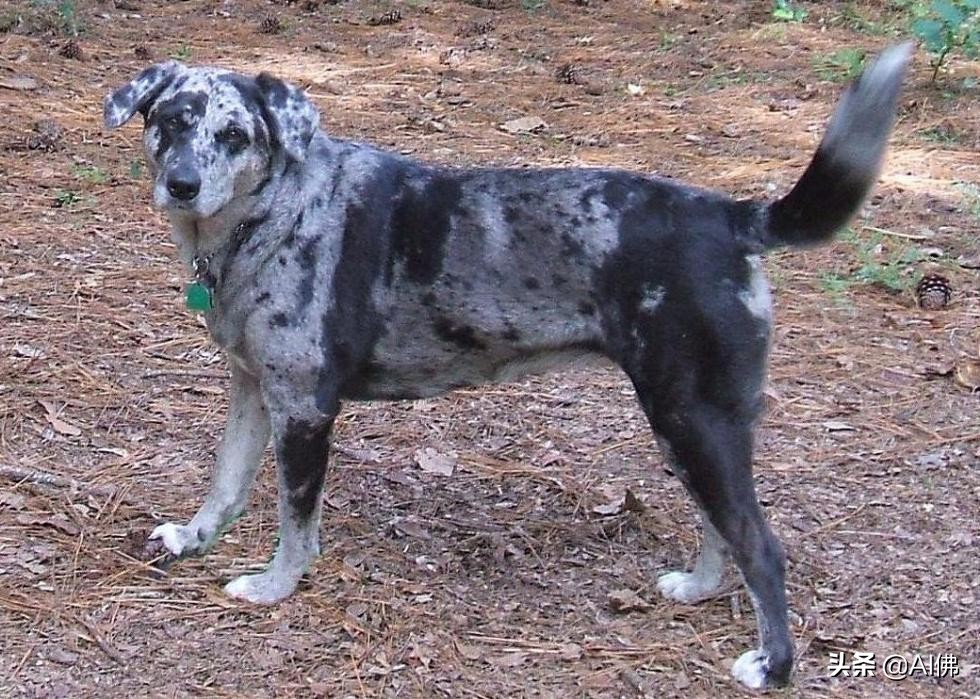 美国犬种有哪些,美国五大传奇犬种