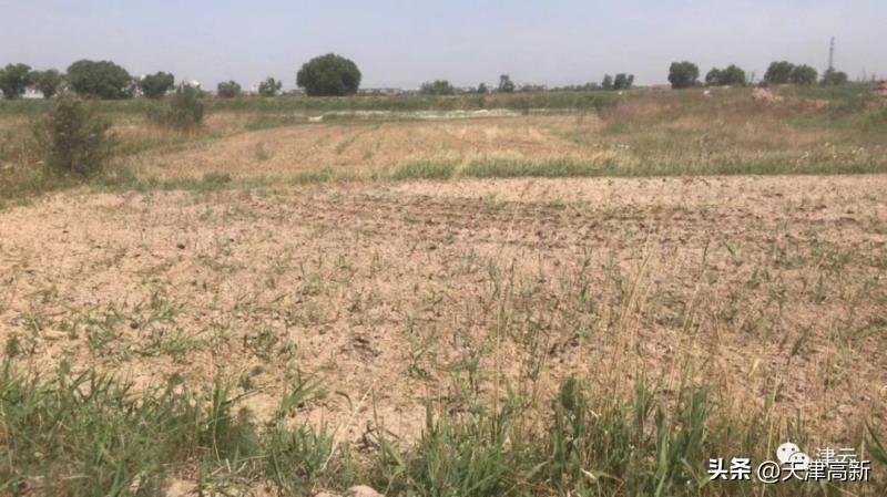 农民靠种地年收入达到3万,盐碱地增收
