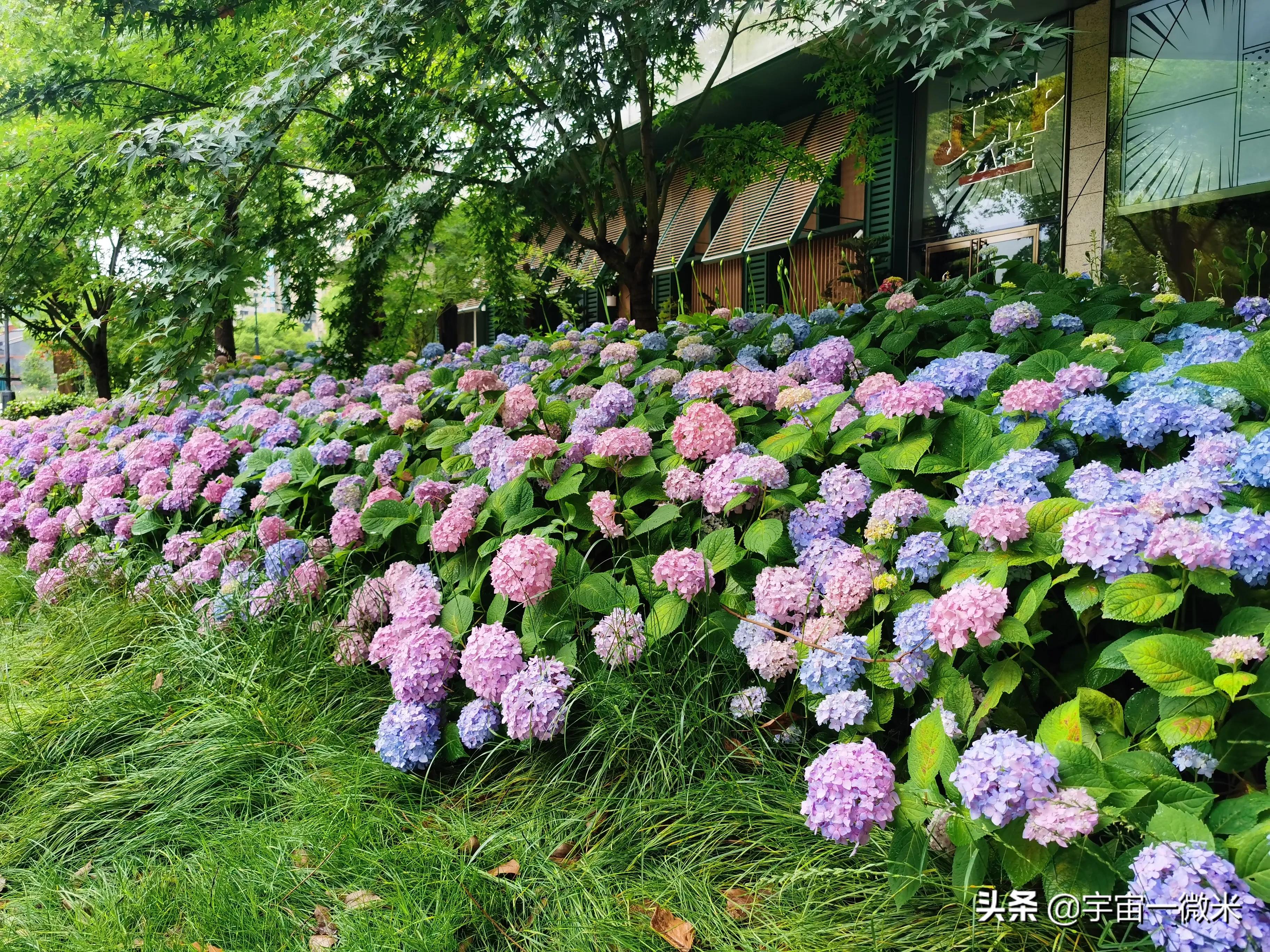 上海解封前的视频,上海古美街道平南一二村解封了吗