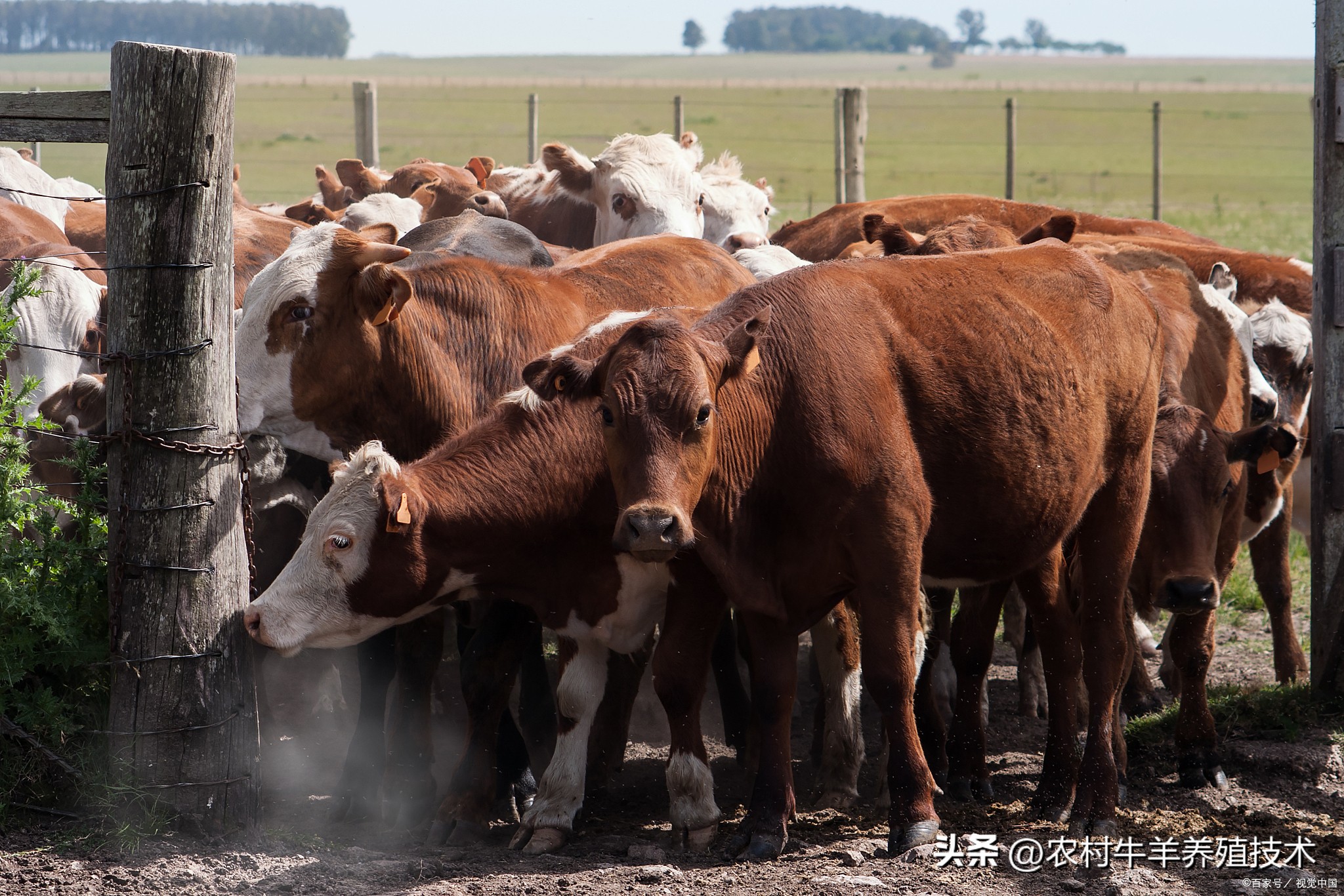 什么品种的牛好养长得快产仔高,哪个品种的牛生长最快抵抗力强
