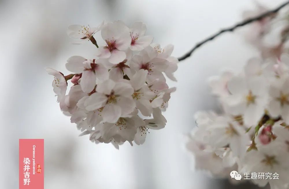 染井吉野樱花是什么樱花,大岛樱花和染井吉野樱的区别