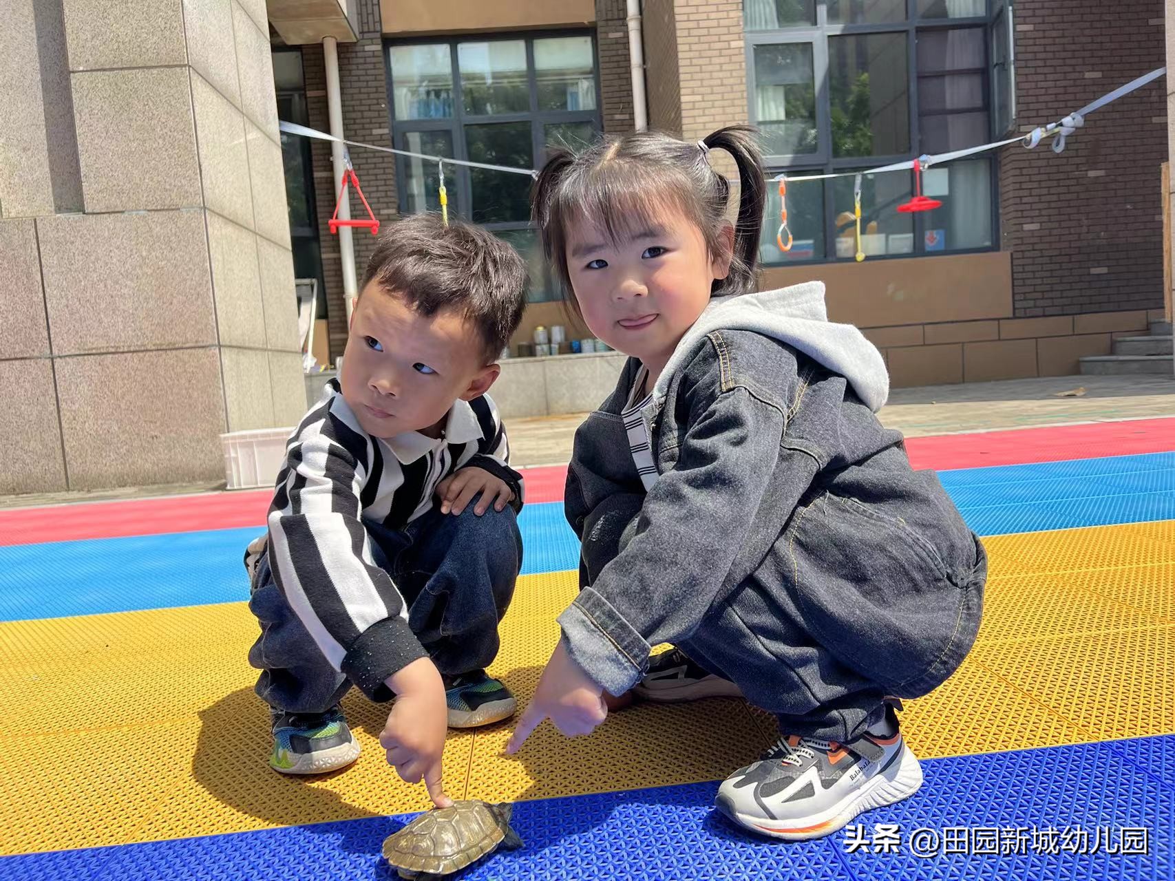 课程故事乌龟大班,嗨小鸭课程故事