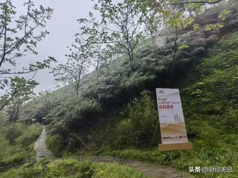 良品铺子野山笋加工过程,良品铺子野山椒山笋