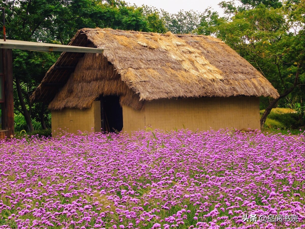 【一书一品】《草房子》