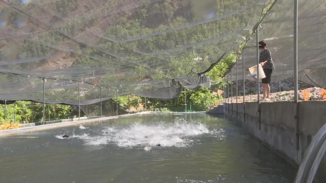 渔业乡村振兴,乡村振兴大棚养淡水鱼