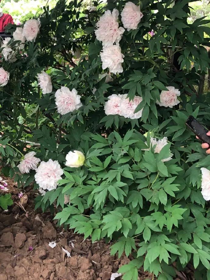 银丝贯顶牡丹只有一棵吗,珍贵牡丹花银丝贯顶