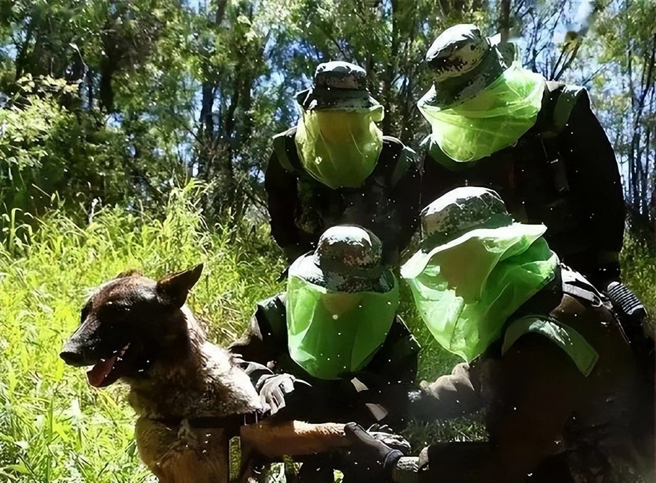 最危险边防区7条军犬,中国最惨烈的军犬