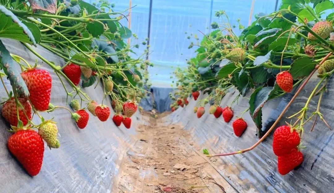 拉萨今年五一旅游多少人,五一拉萨旅游合适吗