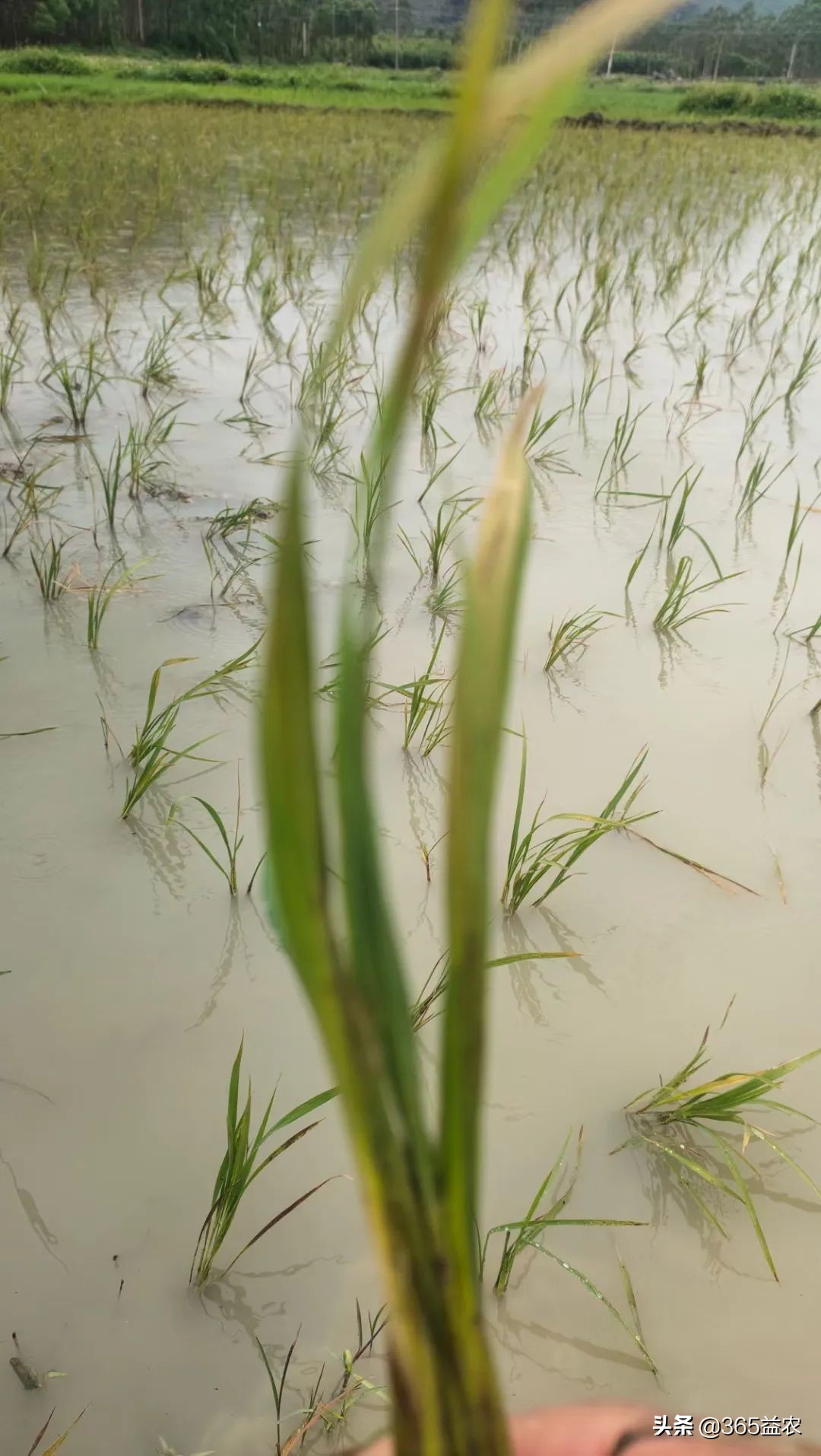 晴天蓄水雨季放水池,晴天挖沟渠阴天下雨