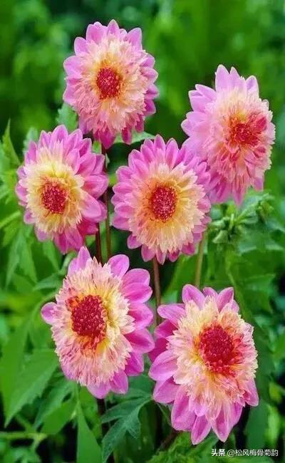 地上的花开万紫千红,心中有花香人生四季皆风景