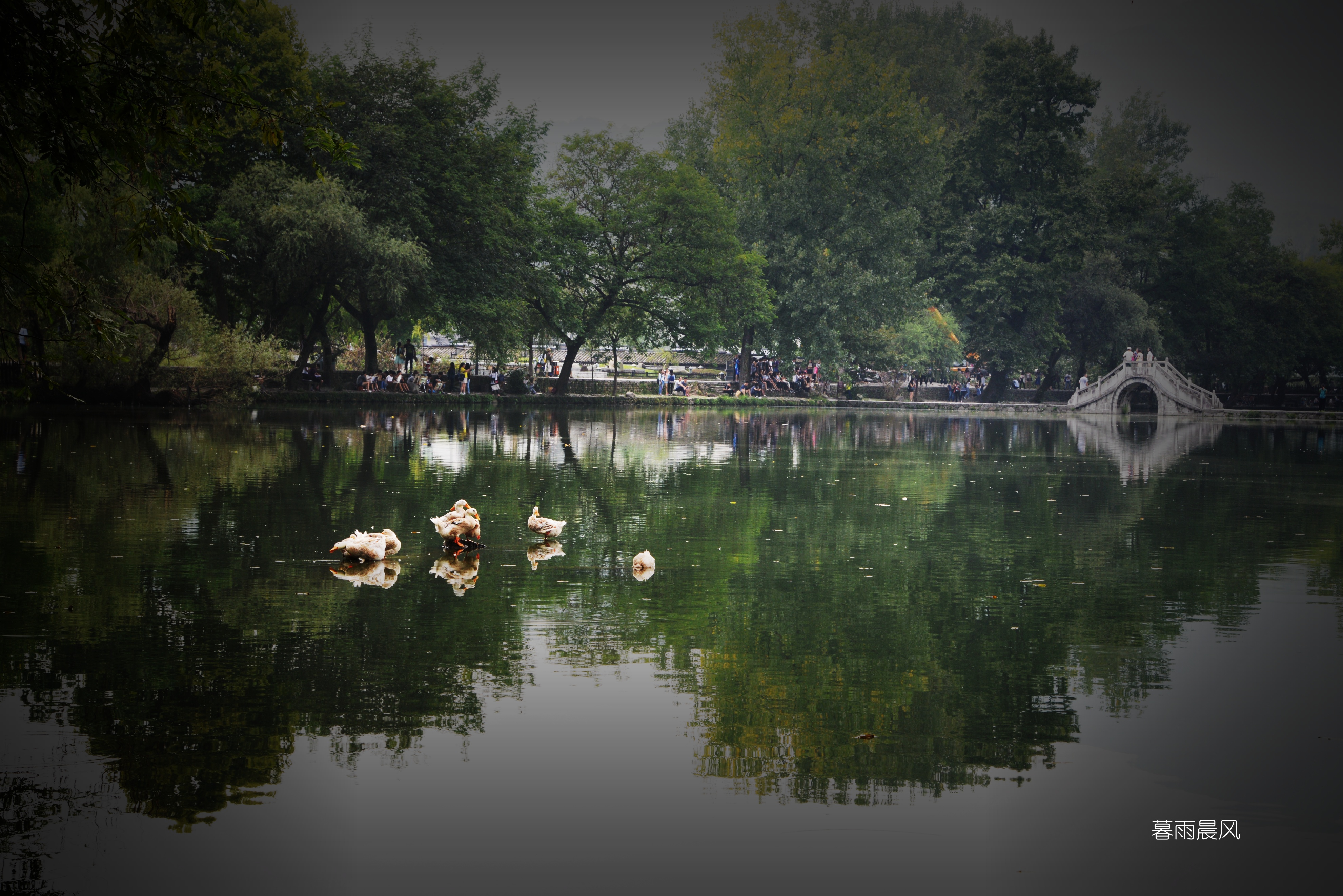 2014年黄山游,2014黄山银毫