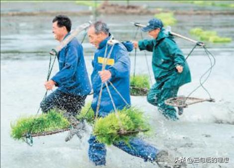 有机农业定义及现状,国内有机农业如何发展