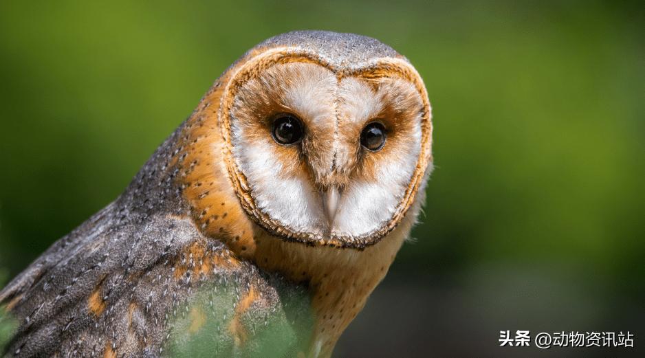 什么人吃蝙蝠,印尼人吃蝙蝠