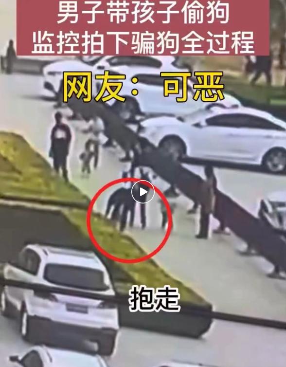 狗丢了要怎么找到它,狗走丢六天如何快速找到狗