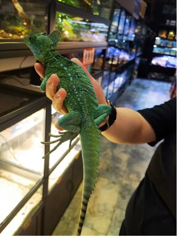 养异宠的年轻人：靠借网贷买蜥蜴，从冷血动物身上找温暖