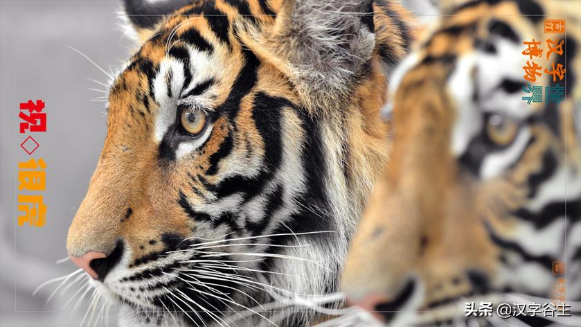 虎年带虎的成语,搜集有关虎年的成语十则