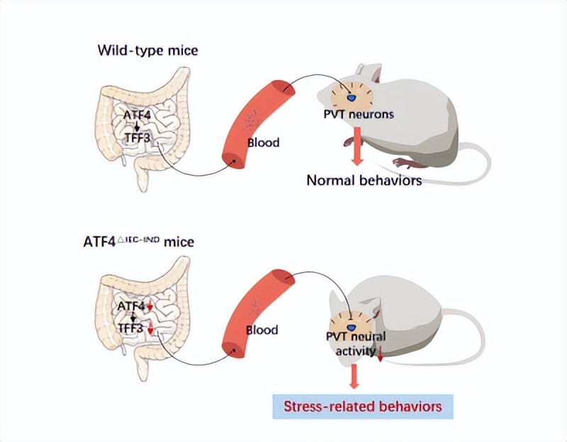 复旦医学院今年科研最新成果,复旦大学最新科研消息