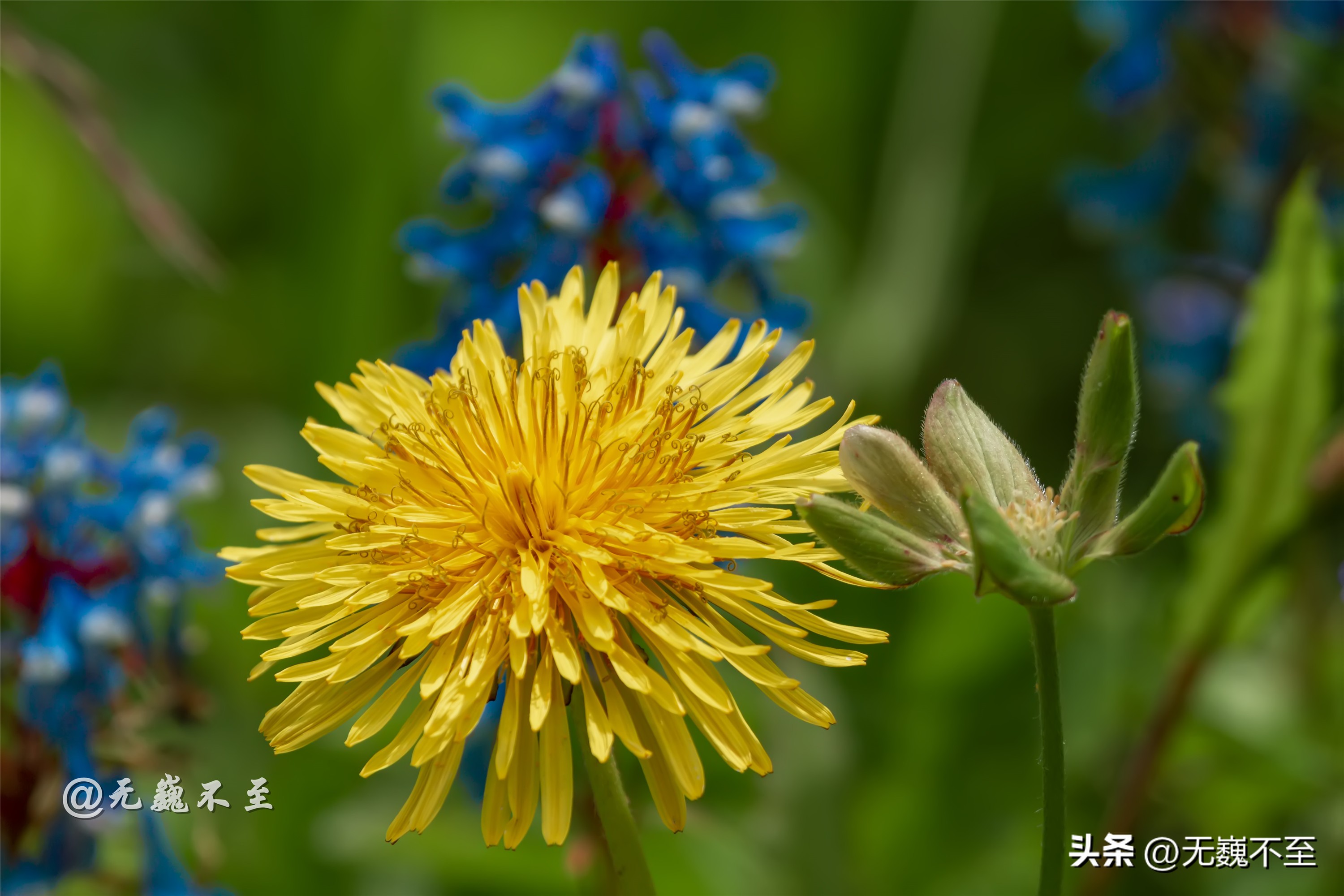 九顶归来不看花，但是这些花名你知道吗？科普一下不就认识啦