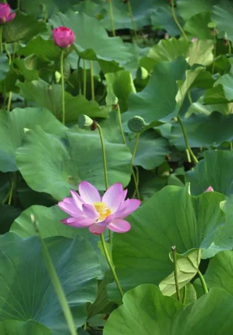 春树的人生格言书籍,人生书籍里的经典语录大全