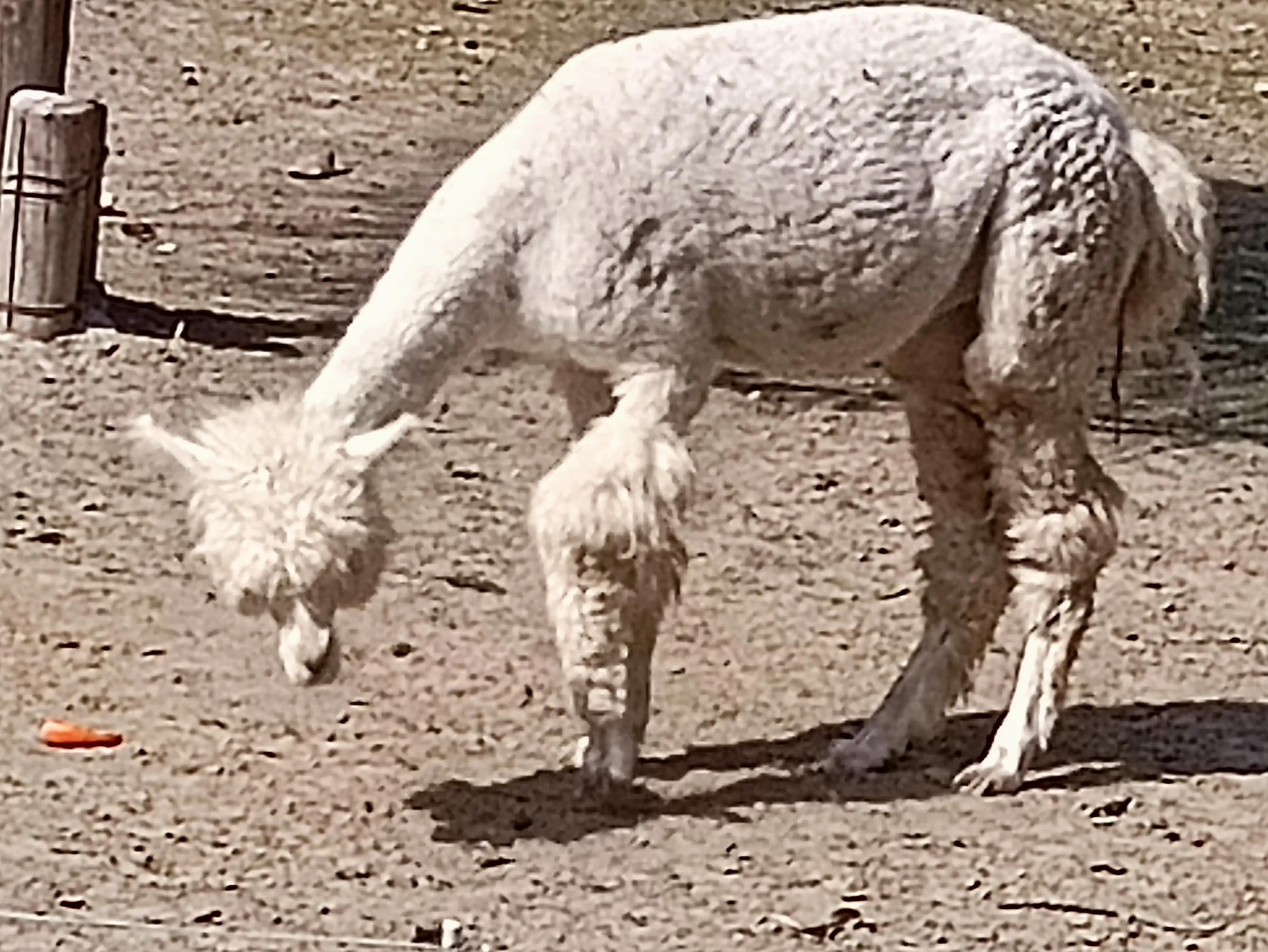 北京动物园和北京野生动物园区别,北京野生动物园狗妈妈和老虎狮子