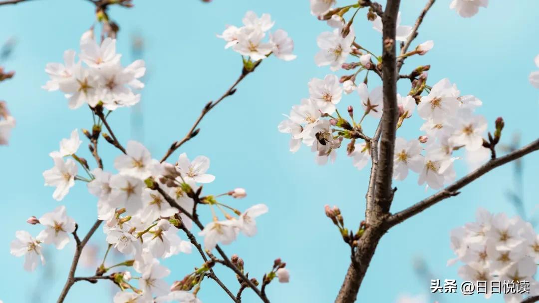 湖北荆州：石首“繁花”上大分↑即将刷爆朋友圈！