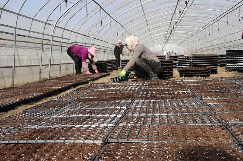 武都区石门镇青陇现代农业产业园,陇南武都青陇现代农业产业园