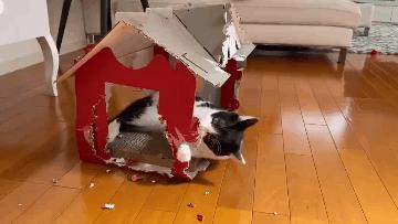 这六只猫你们第一眼喜欢哪一个,这6种猫脾气很好