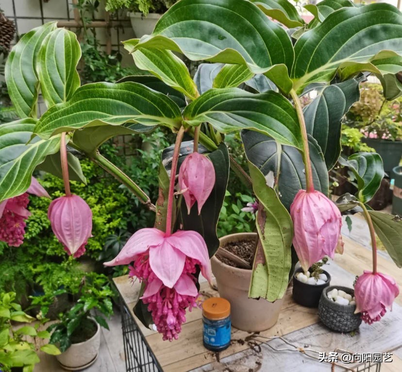 宝莲灯批发基地多少钱一盆,黄土岗宝莲灯花批发多少钱一盆