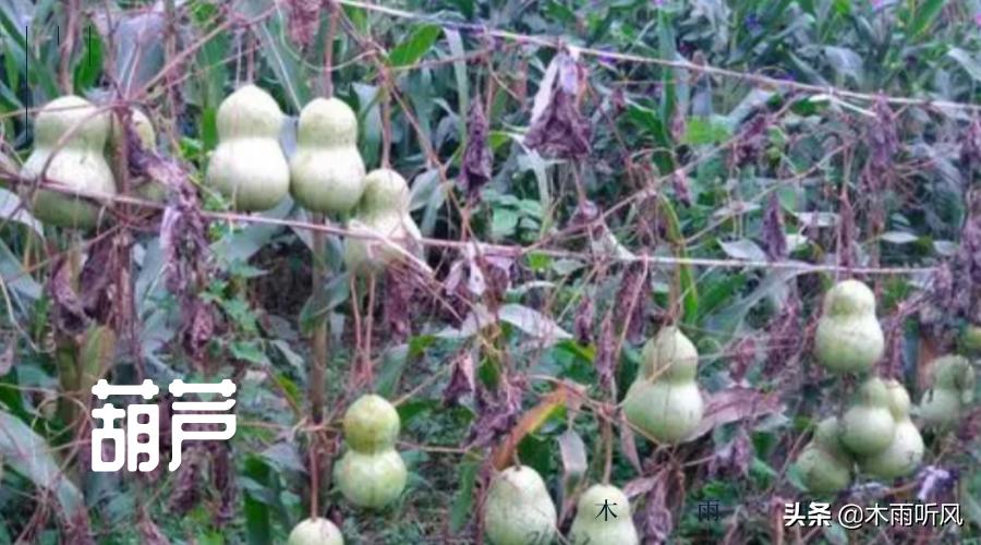 种植葫芦多长时间发芽,葫芦种子不发芽怎么办