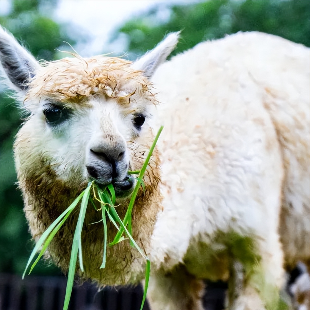 济南近郊旅游专线,济南开通的几条旅游线公交不错